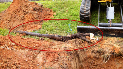 Gary Robinson worked diligently to clear this massive root from a sewer line that was about 6 inches in diameter and completely filled the sewer pipe blocking all flow out of the home.