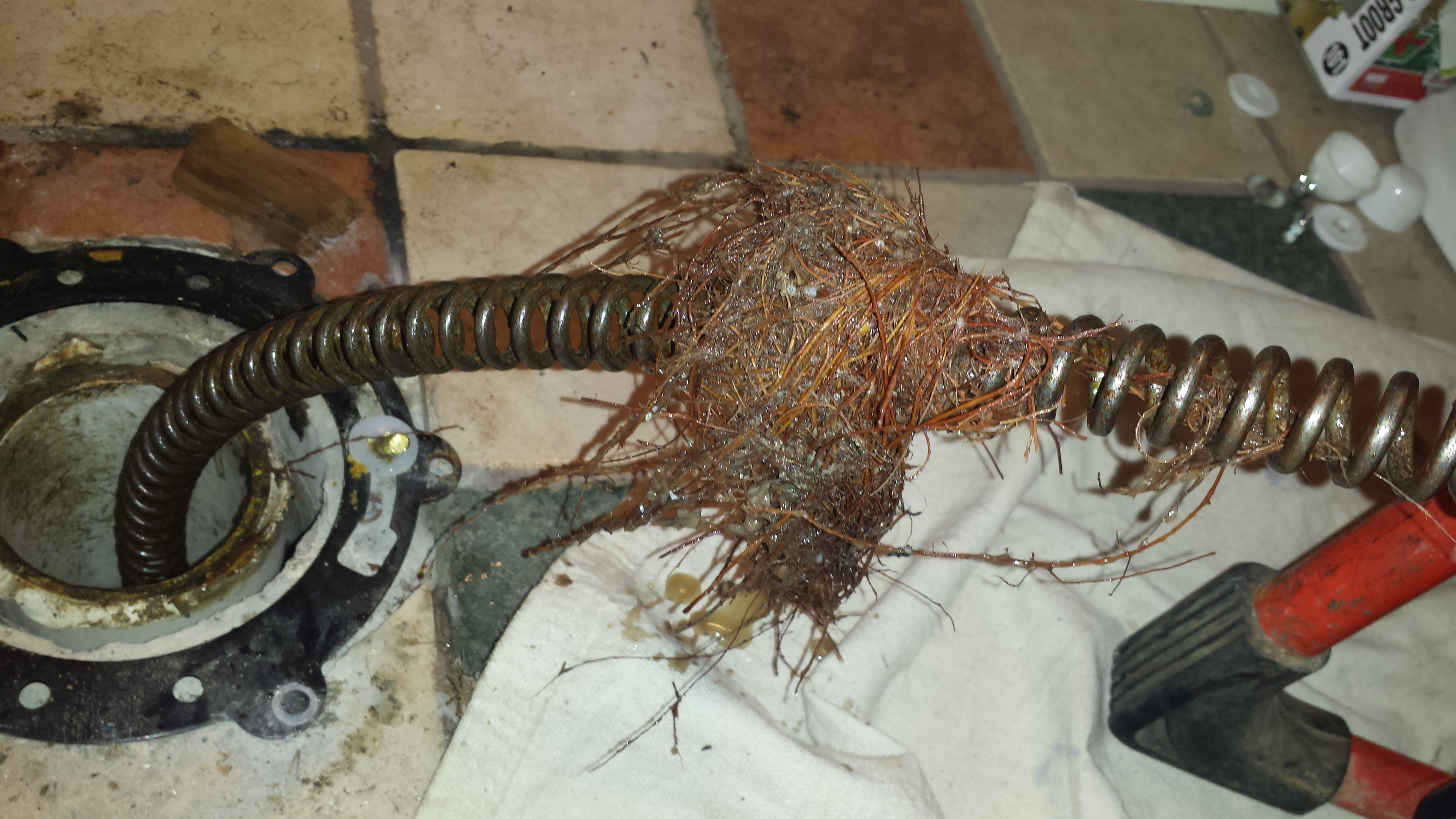 Tree Roots Cause Clogged Toilet at Charlottesville Home