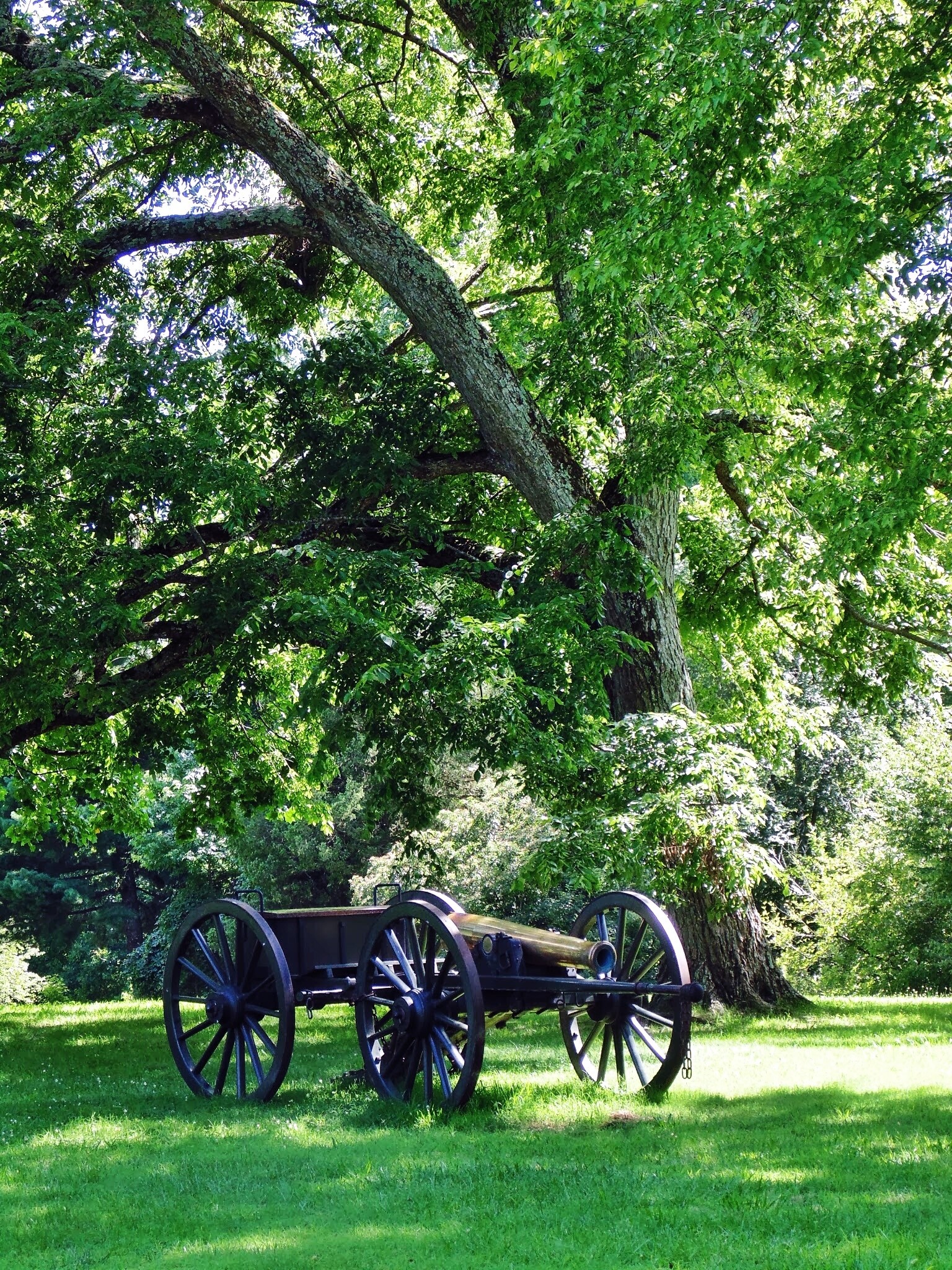 Cannon On Grass Field Against Tree In Petersburg National Battlefield, near Colonial Heights VA